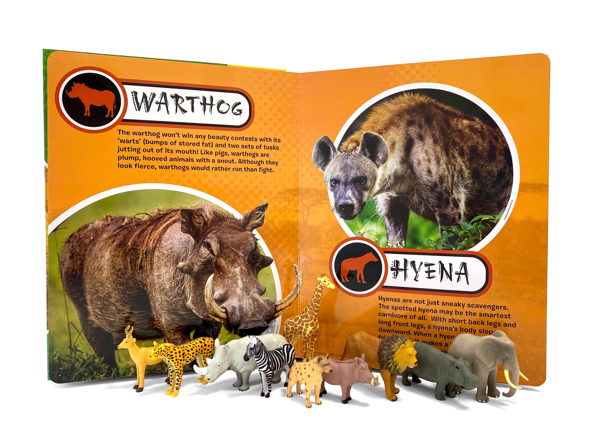 洋書　safari in wildest africa アフリカ　大型本 Africa Wild! - Groovy Tubes: Ring, Susan, Adnet, Bernard